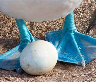 Blue Feet  SOLYMAR