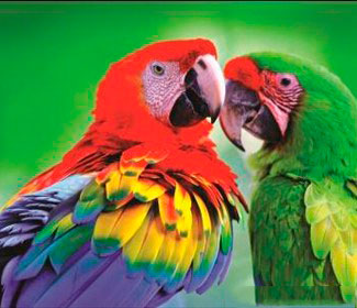 Loros de Zoo El Pantanal